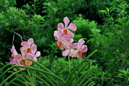 "Orchid World" Barbados