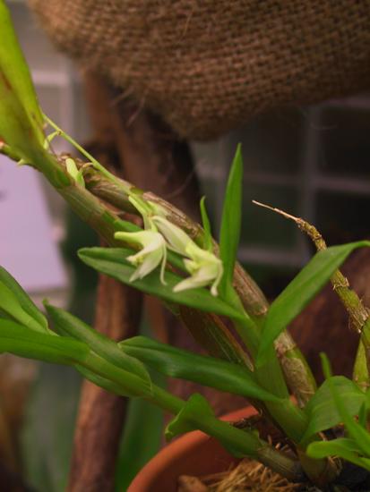 Dendrobium eriaeflorum 
