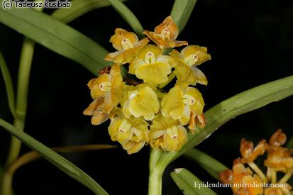 Epidendrum microdiothoneum
