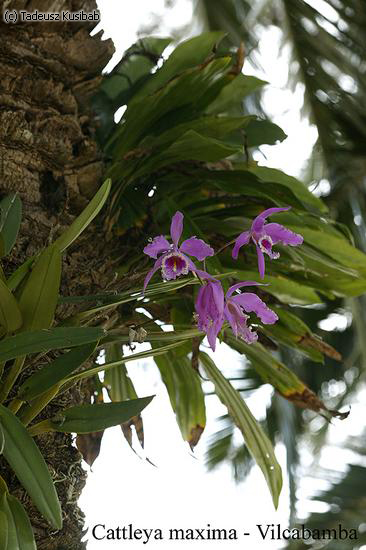 Cattleya maxima – Vilcabamba
