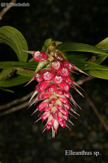 Elleanthus sp. from Ecuador