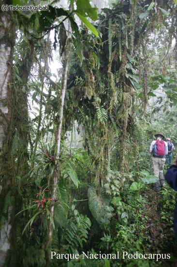 Parque Nacional Podocarpus
