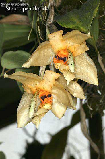 Stanhopea florida
