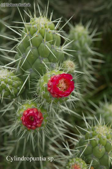 Cylindropuntia sp.
