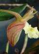 Dendrobium pachyphyllum