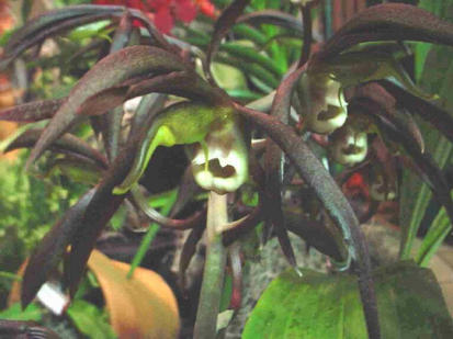 Catasetum saccatum
