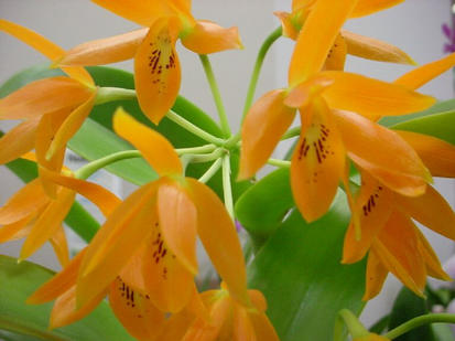 Cattleya aurantiaca 'medium orange'
