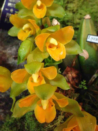 Lycaste cochleata
