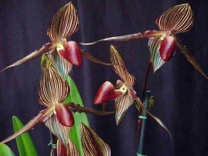 Paphiopedilum rotschildianum 
