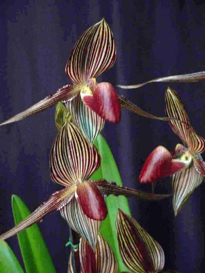 Paphiopedilum rotschildianum 

