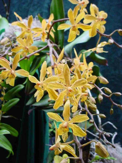 Renanthera broderic chandler x phalaenopsis stuartiana
