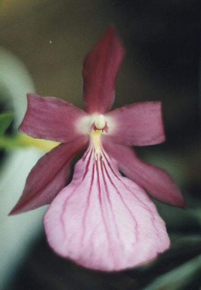 Miltonia spectabilis mooreliana