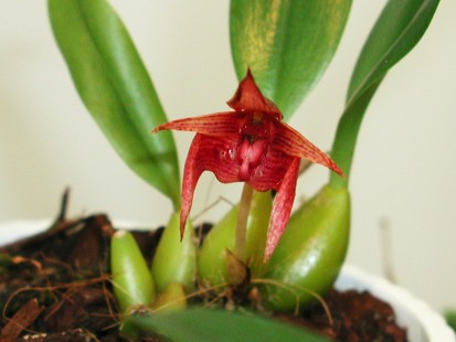 Bulbophyllum Fredensborg Delight
