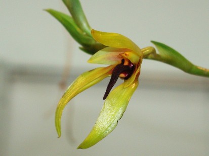 Bulbophyllum

