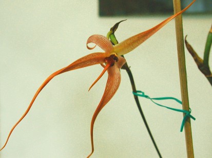 Bulbophyllum echinolabium
