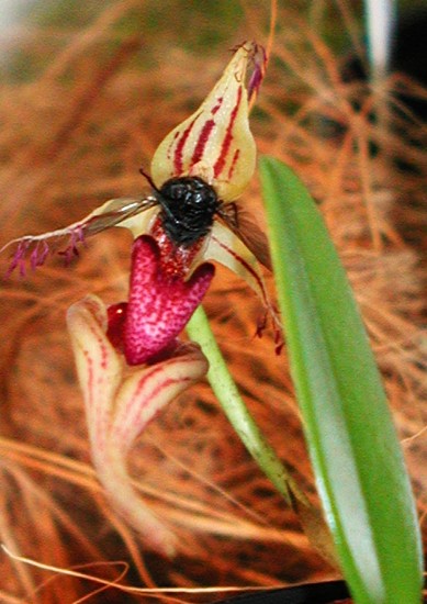 Bulbophyllum putidum
