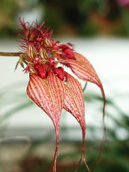 Bulbophyllum rotschildianum
