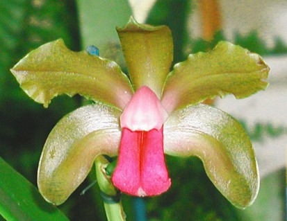 Cattleya bicolor v.brasiliensis 
