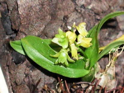 Dendrobium monticola
