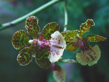 Oncidium lanceanum
