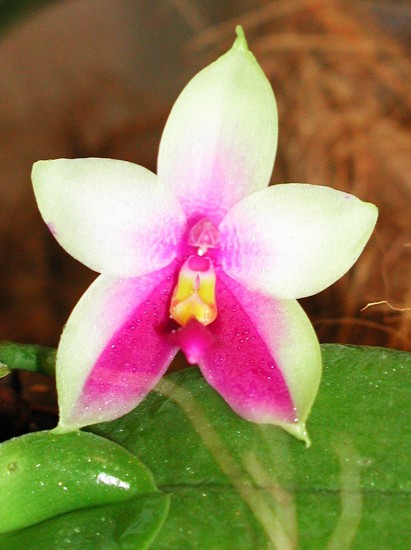 Phalaenopsis bellina
