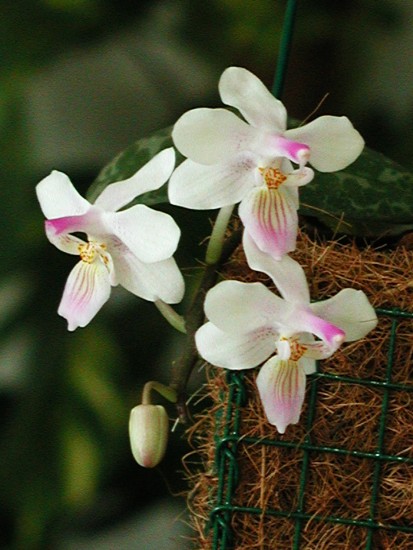 Phalaenopsis lindenii
