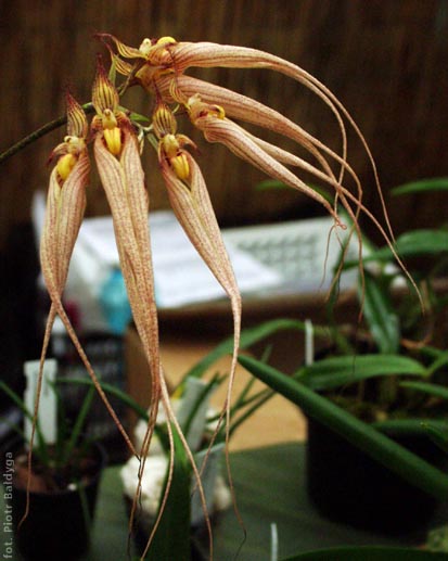 Bulbophyllum rotschildianum
