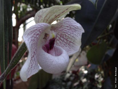 Orchidalia w Oranerii
