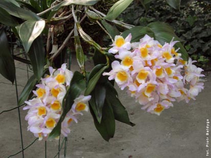 Orchidalia w Oranerii

