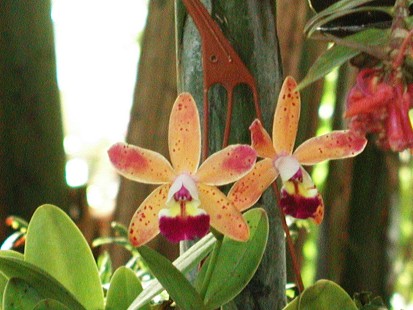 Cattleya 'Tropical Pointer' close-up
