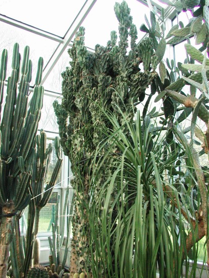 Kaktusiarnia
