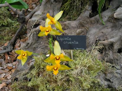 RHS International Orchid Show - Lycaste cruenta
