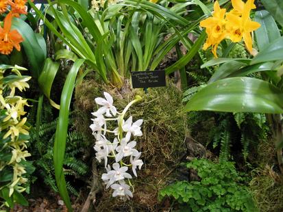 RHS International Orchid Show - Cymbidium Sarah Jean 'The Bride'
