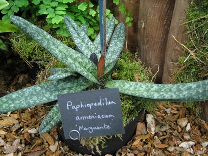 RHS International Orchid Show - Paphiopedilum armeniacum 'Marguerite'

