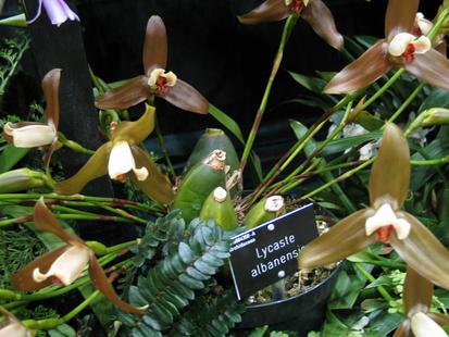 RHS International Orchid Show - Lycaste albanensis
