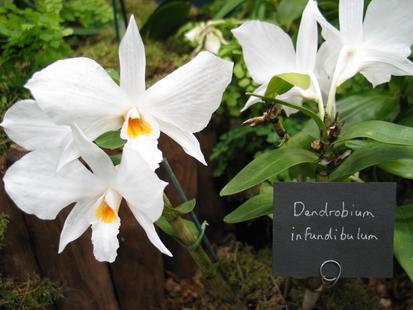 RHS International Orchid Show - Dendrobium infundibulum
