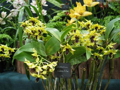 RHS International Orchid Show - Dendrobium Andree Millar
