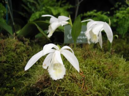 RHS International Orchid Show - Pleione formosana alba
