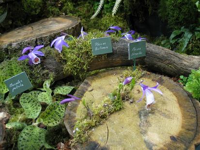 RHS International Orchid Show - Macodes petola, Pleione Britannica, Pleione versailles
