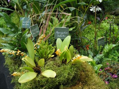 RHS International Orchid Show - Platystele densiflorata, Physosyphon tubatus
