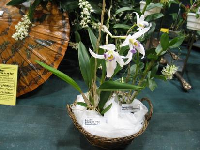 RHS International Orchid Show - Laelia anceps bar. Sanderianum, Dendrobium amethystoglossum

