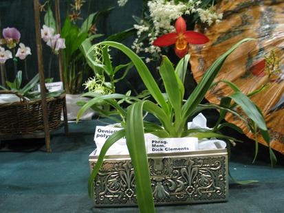 RHS International Orchid Show - Phragmipedium mem. Dick Clements
