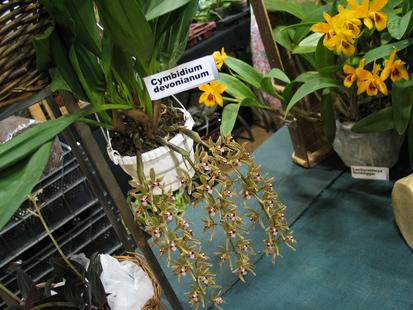 RHS International Orchid Show - Cymbidium devonianum
