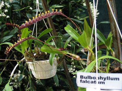 RHS International Orchid Show - Bulbophyllum falcatum
