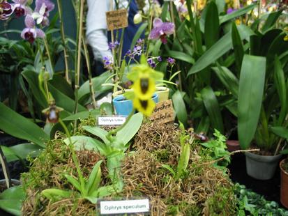 RHS International Orchid Show - Ophrys speculum
