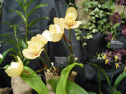 RHS International Orchid Show - Angulocaste Olympus 'Honey'
