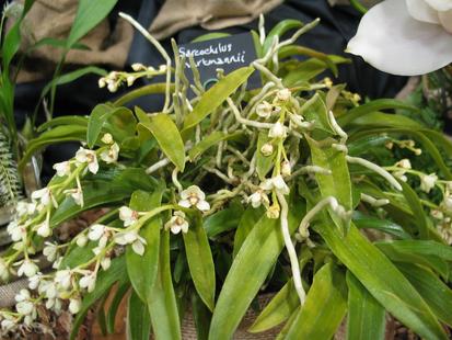 RHS International Orchid Show - Sarcochilus hartmanii
