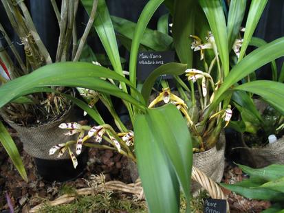 RHS International Orchid Show - Maxillaria Sp.
