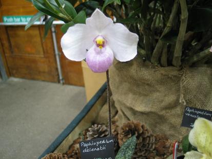 RHS International Orchid Show - Paphiopedilum delenatii
