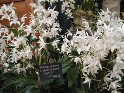 RHS International Orchid Show - Dendrobium x delicatum 'Carthie'
